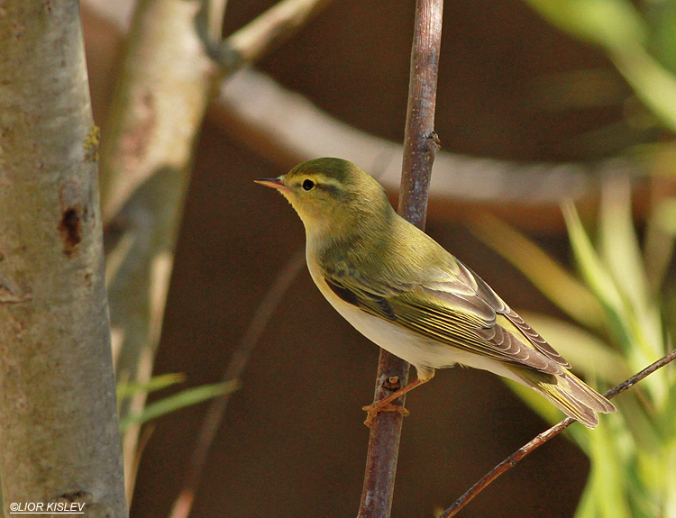 Wood Warbler Phylloscopus sibilat   Wadi Meitzar April 2013  Lior Kislev